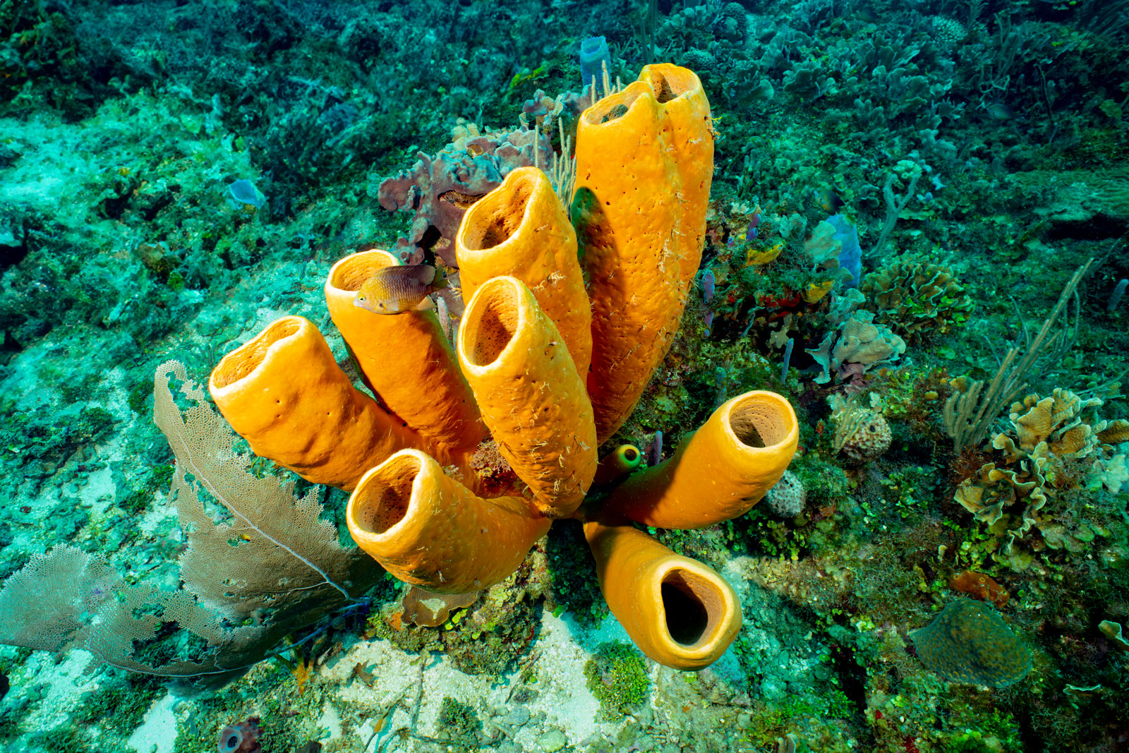 Arrecifes de coral en Roatán 6